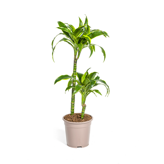 Duurzame kamerplanten online kopen met biologische gewasbescherming. Groene planten voor je interieur die op milieuvriendelijke wijze gekweekt zijn. Planten kopen met zorg.
