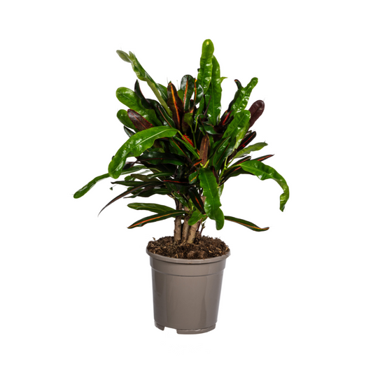 Hier is een SEO-vriendelijke tekst voor in je afbeeldingen:

**Duurzame kamerplant kopen**
Met biologische gewasbescherming geteeld
Kleurrijke Codiaeum 'Croton' Mamey voor je interieur
Online planten snel en verantwoord geleverd
Breng tropische flair in je huis met deze unieke plant

Deze tekst bevat belangrijke SEO-woorden en is geoptimaliseerd om je zichtbaarheid te verbeteren. Heb je nog andere specifieke toepassingen voor de afbeeldingen in gedachten?
