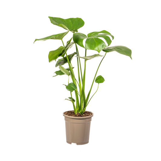 Op zoek naar een duurzame kamerplant? Online planten kopen is makkelijk en snel. Onze planten worden gekweekt met biologische gewasbescherming, wat zorgt voor gezonde en sterke planten. Voeg een groene touch toe aan je interieur met onze hoogwaardige, milieuvriendelijke kamerplanten!
