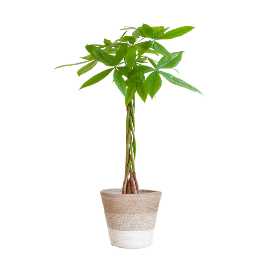 Pachira Aquatica Geldboom – Online planten makkelijk kopen. Duurzame kamerplant met gevlochten stam, perfect om je interieur te verfrissen en vergroenen.
