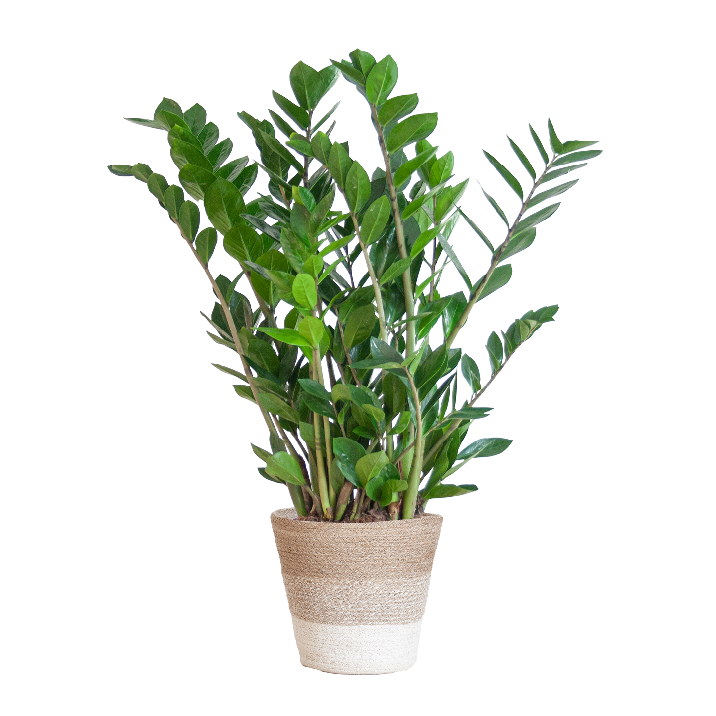 Zamioculcas Zamiifolia is een duurzame kamerplant die perfect past in elk interieur. Online planten en eenvoudig planten kopen doe je bij ons – stijlvol en verantwoord vergroenen!
