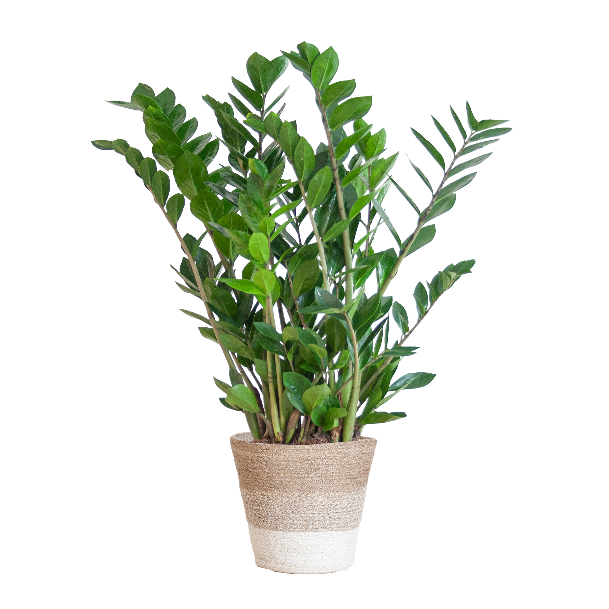 Zamioculcas Zamiifolia is een duurzame kamerplant die perfect past in elk interieur. Online planten en eenvoudig planten kopen doe je bij ons – stijlvol en verantwoord vergroenen!
