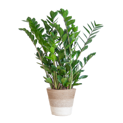 Zamioculcas Zamiifolia is een duurzame kamerplant die perfect past in elk interieur. Online planten en eenvoudig planten kopen doe je bij ons – stijlvol en verantwoord vergroenen!
