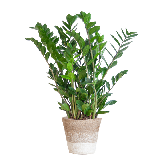 Zamioculcas Zamiifolia is een duurzame kamerplant die perfect past in elk interieur. Online planten en eenvoudig planten kopen doe je bij ons – stijlvol en verantwoord vergroenen!
