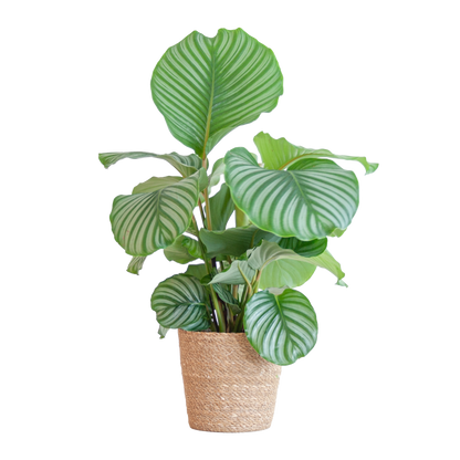 Duurzame kamerplant - Calathea Orbifolia  - 65cm - Ø19 - Keuze uit 5 unieke potten!