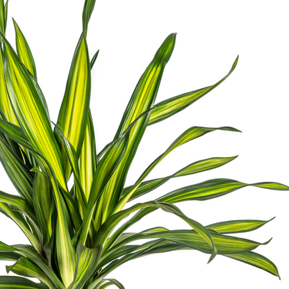 Duurzame kamerplant - Dracaena Deremensis Rikki - 3 plantformaten