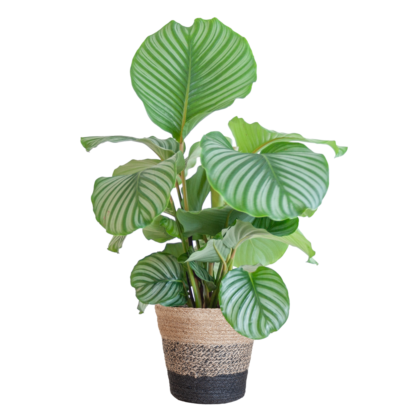Duurzame kamerplant - Calathea Orbifolia  - 65cm - Ø19 - Keuze uit 5 unieke potten!