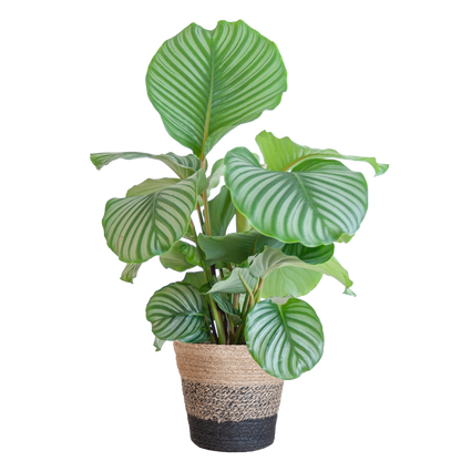 Duurzame kamerplant - Calathea Orbifolia  - 65cm - Ø19 - Keuze uit 5 unieke potten!