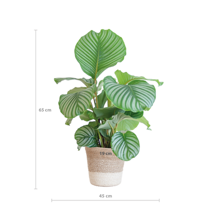 Duurzame kamerplant - Calathea Orbifolia  - 65cm - Ø19 - Keuze uit 5 unieke potten!