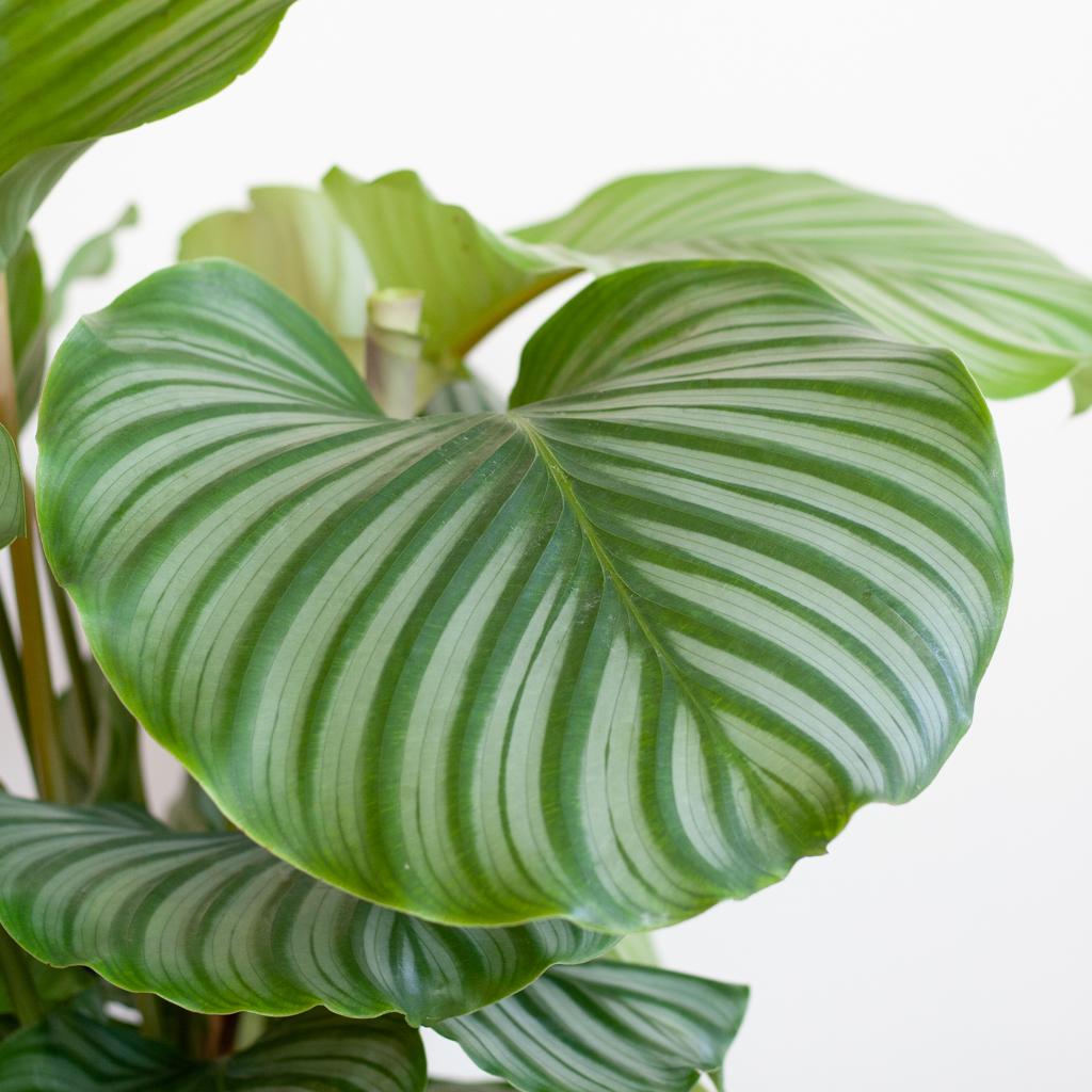 Duurzame kamerplant - Calathea Orbifolia  - 65cm - Ø19 - Keuze uit 5 unieke potten!