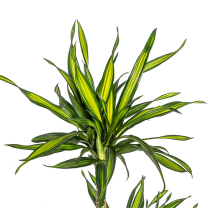 Duurzame kamerplant - Dracaena Deremensis Rikki - 3 plantformaten