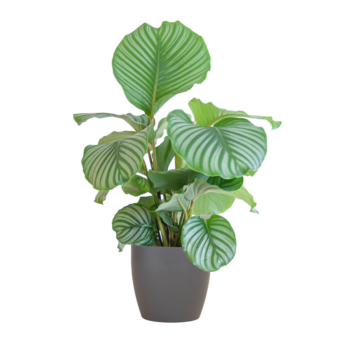 Duurzame kamerplant - Calathea Orbifolia  - 65cm - Ø19 - Keuze uit 5 unieke potten!