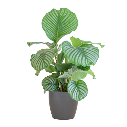 Duurzame kamerplant - Calathea Orbifolia  - 65cm - Ø19 - Keuze uit 5 unieke potten!