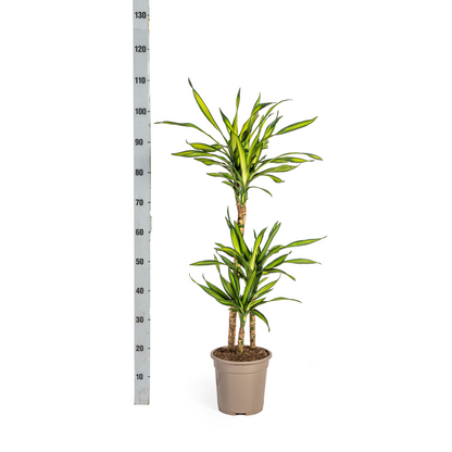 Duurzame kamerplant - Dracaena Deremensis Rikki - 3 plantformaten