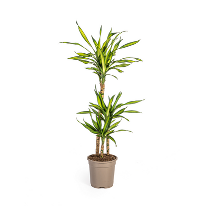 Duurzame kamerplant - Dracaena Deremensis Rikki - 3 plantformaten