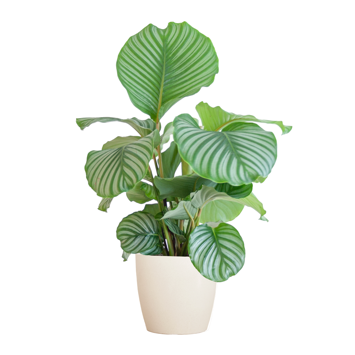 Duurzame kamerplant - Calathea Orbifolia  - 65cm - Ø19 - Keuze uit 5 unieke potten!