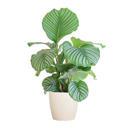 Duurzame kamerplant - Calathea Orbifolia  - 65cm - Ø19 - Keuze uit 5 unieke potten!